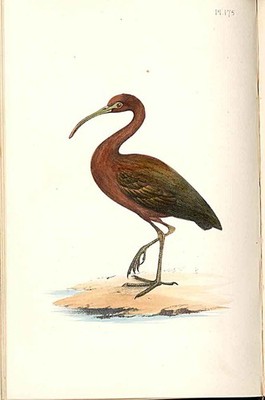 Ibis Meyer Vogel antiker Druck um 1840 handkolorierte Gravur