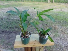 Dendrobium Hawaii Spectacular and Blc. Regal Red 'Paradise' 4 pot 2 PLANTS