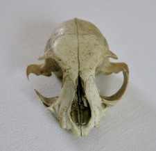 CRANE, tête, cabinet de curiosité, OBJET de CURIOSITÉ .