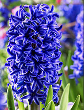 10 Blue Jacket, Blue Hyacinth Bulbs (Hyacinthus) for Planting -