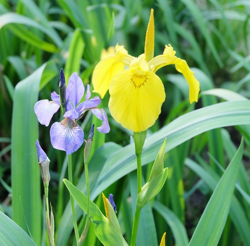 15 Iris Hollandica Mixed Summer Flowering Bulbs Garden Dutch Perennial Flowers - Picture 9 of 10