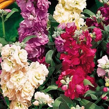 Perfect Plants - Stocks Plants Vintage Mixed - Pack Bedding Plants