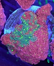 [WYSIWYG] WWC Sunfire Grafted Monti Cap Frag #6 Easy Montipora SPS Live Coral