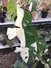 Real Pick Monstera Albo Halfmoon Big Leaves Rare Plant