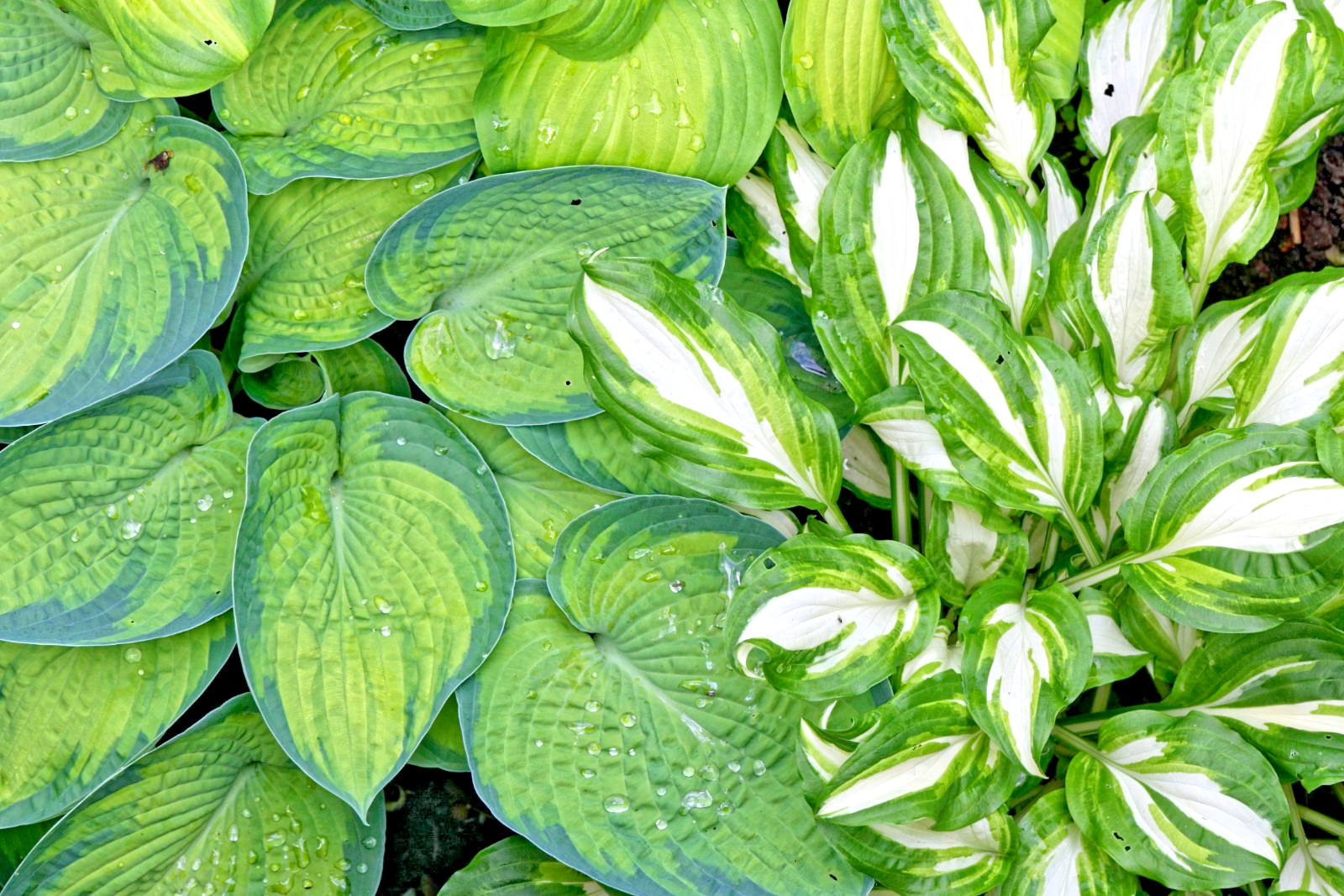 Hosta mix 100 seeds large variety, blue, grey, yellow, large, small ...