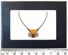 Gasteracantha arcuata kite spider arachnid Indonesia FRAMED