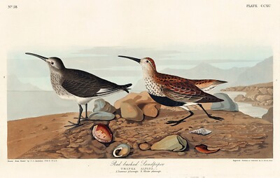 12126.Poster print or Canvas wall decor interior design.Audubon bird.Sandpiper