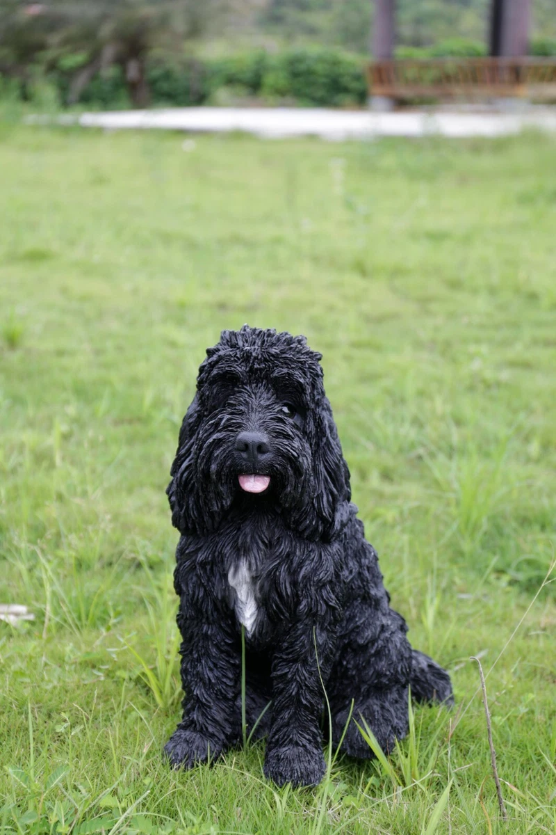 Adult deals cockapoo black