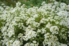 Sweet Alyssum Flower Seeds 2000+ CARPET OF SNOW White Aroma Annual Free Shipping