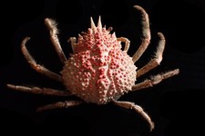 Spider Crab - Paramaja turgida 13 x 11 cm Crab Taxidermy, Decor, Marine Life