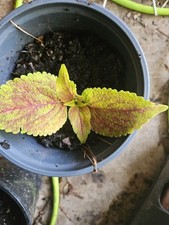Various Plant Starts
