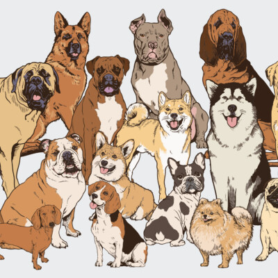 VLIES FOTOTAPETE Selbstklebende TAPETEN XXL für Kinder Hunde Husky Labrador 3382