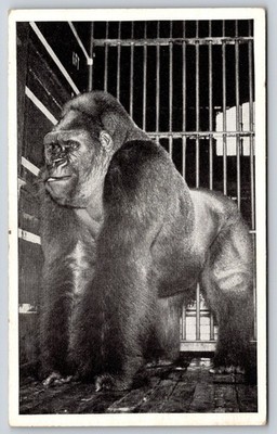 Animal~Chicago IL~Lincoln Park Zoo~Bushman Gorilla~Enclosure~1940s B&W Postcard