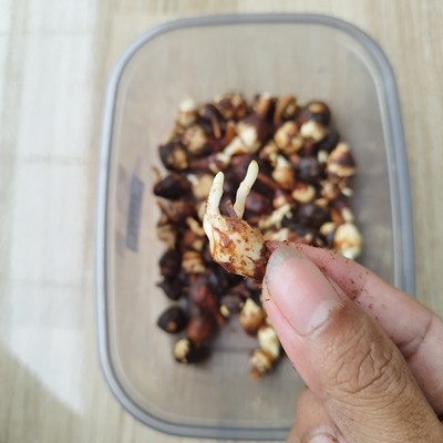 200+/Custom Corms | Alocasia Macrorriza Variegated Corms - Fresh (Original)