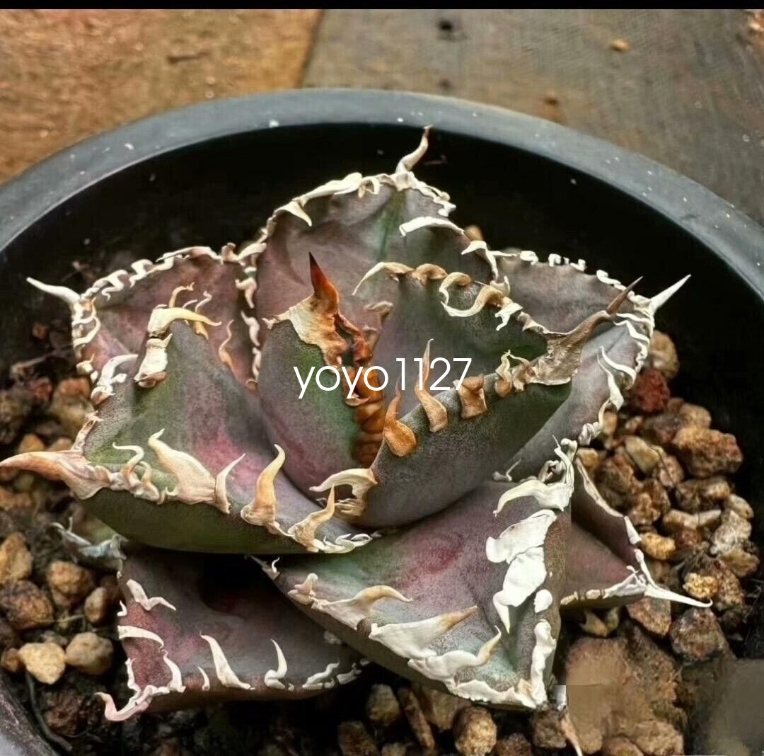 Looking [Berlin] Agave Titanota 海王 for agave titanota cultivar