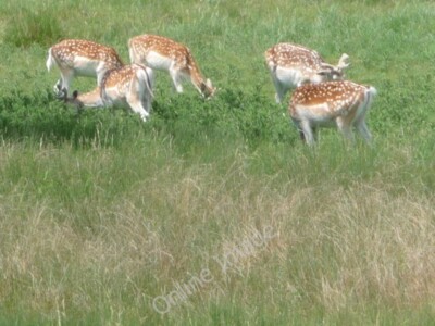 Photo 6x4 Stock Gaylard: five deer King's Stag The A3030 passes alongside c2010