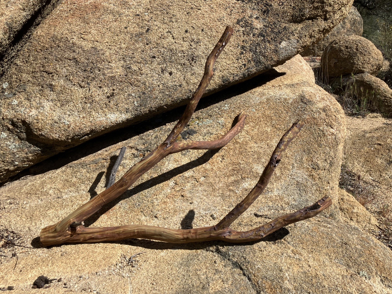 28&rdquo; Manzanita Aquarium Branch, Terrarium, Aqua Scape, Bird