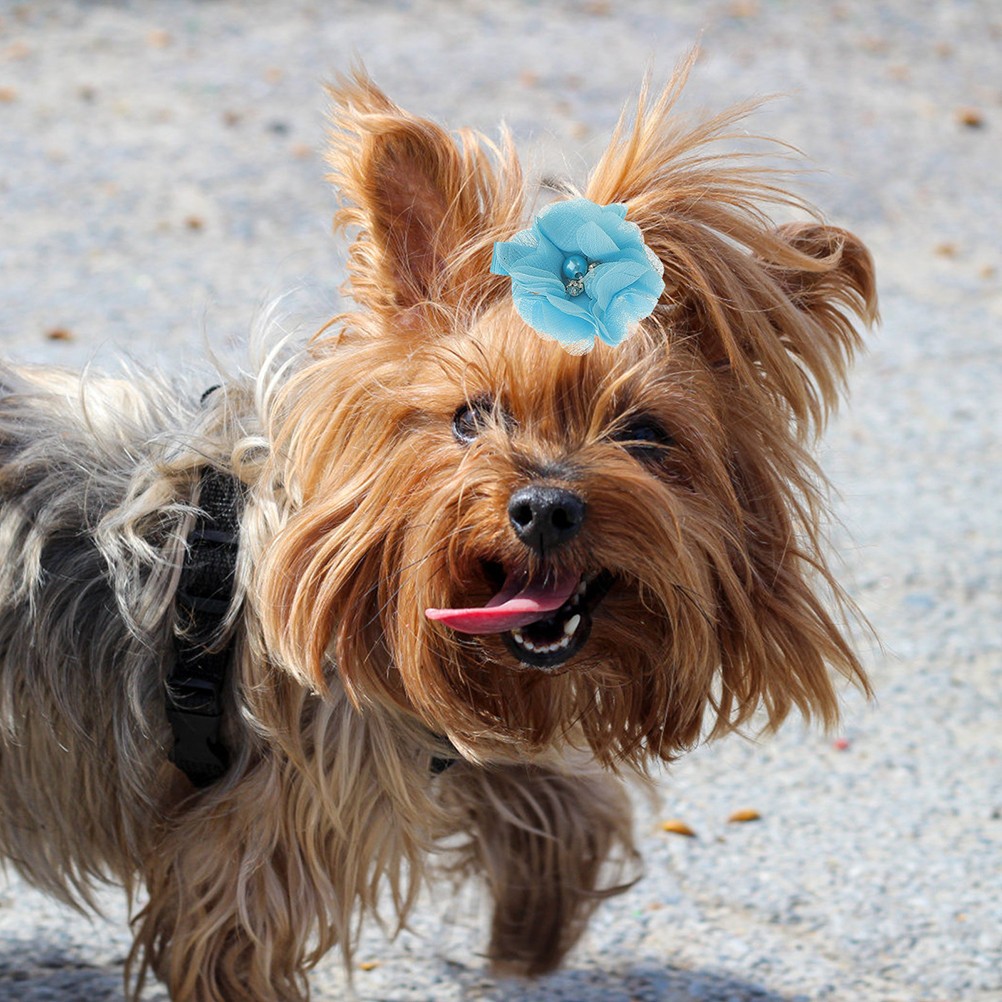 12 accessori per cani - toelettatura e stile foto 6