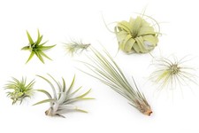 Bright Green Tillandsia Air Plants - Color Enhanced Easy Care Indoor/Outdoor