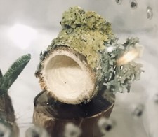 spider/reptile hide Wooden Log  with magnets Jumping Spider 10 MM 🕷 Enclosure