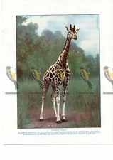 Northern Giraffe, Book Illustration (Print), c1925