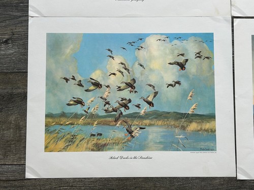PETER SCOTT Art Portfolio 6 Print Set Waterfowl Field & Stream Ducks Geese 1953 - Picture 8 of 13