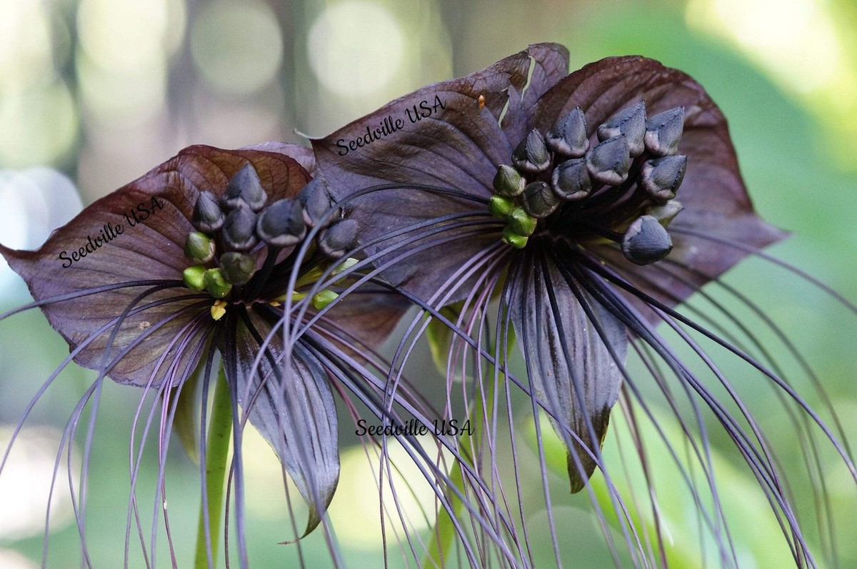 Black BAT FLOWER Cats Whiskers Devil Flower Tacca Chantrieri Flower  Seeds