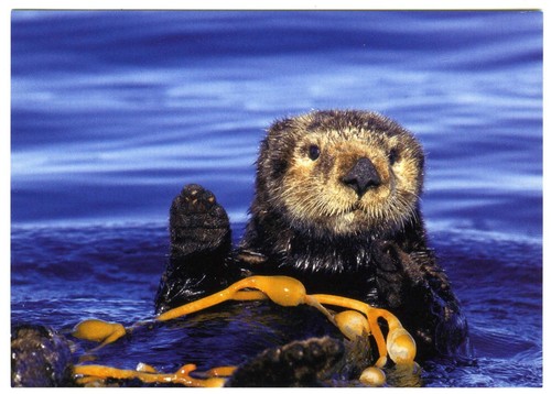 Monterey Bay Pocztówka Śliczna California Sea Otter US Wildlife Niewysłana - Zdjęcie 1 z 2