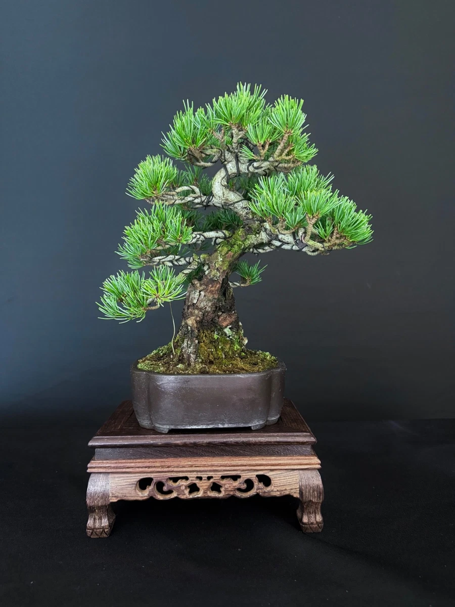 Las mejores ofertas en rboles Bonsai de Pino | eBay