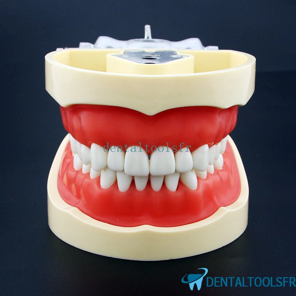 Dentaire Typodont Pratique Modèle 200 avec dents amovibles Fit Kilgore Nissin - Photo 2/4