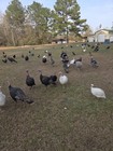 4+ HERITAGE TURKEY EGGS ORGANICALLY GROWN FREE RANGED READ DESCRIPTIONS — photo 6