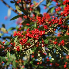 Cotoneaster tree seeds - 50/100/200/500/1,000 - COTONEASTER MICROPHYLLUS