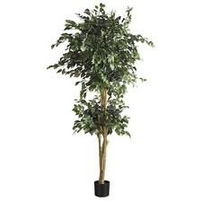 6' Double Ball Ficus Silk Tree