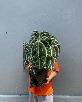 Anthurium Crystallinum Minahasa Big Size Leaf Real Picture Very Beauty