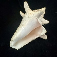 5.5" Conch Shell light Pink Cream color fish tank decoration Seashell with hole