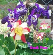 Aquilegia - Mrs Scott Elliott - 25 fresh seeds - Columbine - Granny's Bonnet