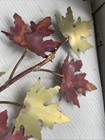 Vedar Gurta Metal Artistry Maple Leaf Wall Sculpture — photo 9