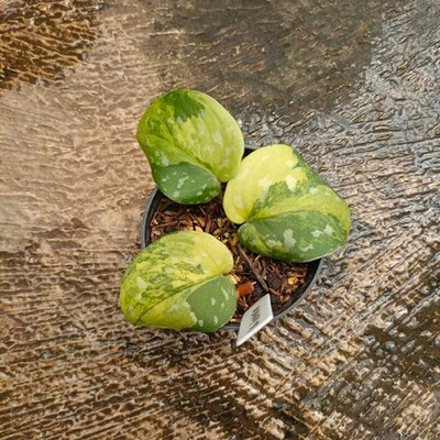 Scindapsus Sentarum Variegated Exotic Plant Rare Unique