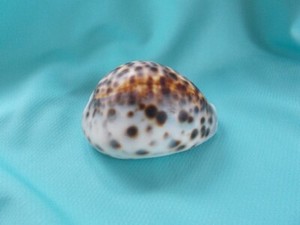 2 1/2" Cypraea Tigris, (Tigris Cowrie), Seashell Dark Spots