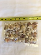Pyrulla Paradisca Shells