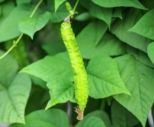 20 winged beans Asparagus pea Wing Four Angled bean dhambala seeds