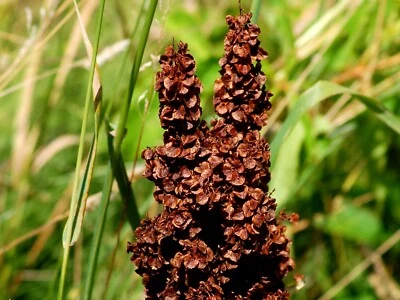 VALLEY VIEW RANCH Curly Dock ( Yellow Dock medicinal) 'Rumex crispus' seeds/ GMO Free/ grown in MN