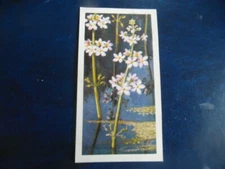  Great Britain Brooke Bond "Wild Flowers 3" 1964 original tea-card, No.9.  