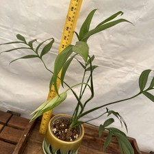 Monstera subpinnata Plant in 4" Pot, very rooted1