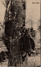 Post Card Jack Fruits Black & White Card c:1907-1917