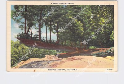 PPC Postcard CA California Redwood Highway Never Dying Redwood Scenic View Info