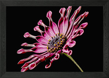 Blume gerahmt Wandbild Poster Leinwanddruck Bild