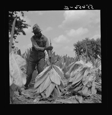 Photo:Lexington Kentucky Burley Tobacco Harvest 1940 Farmer on Sticks