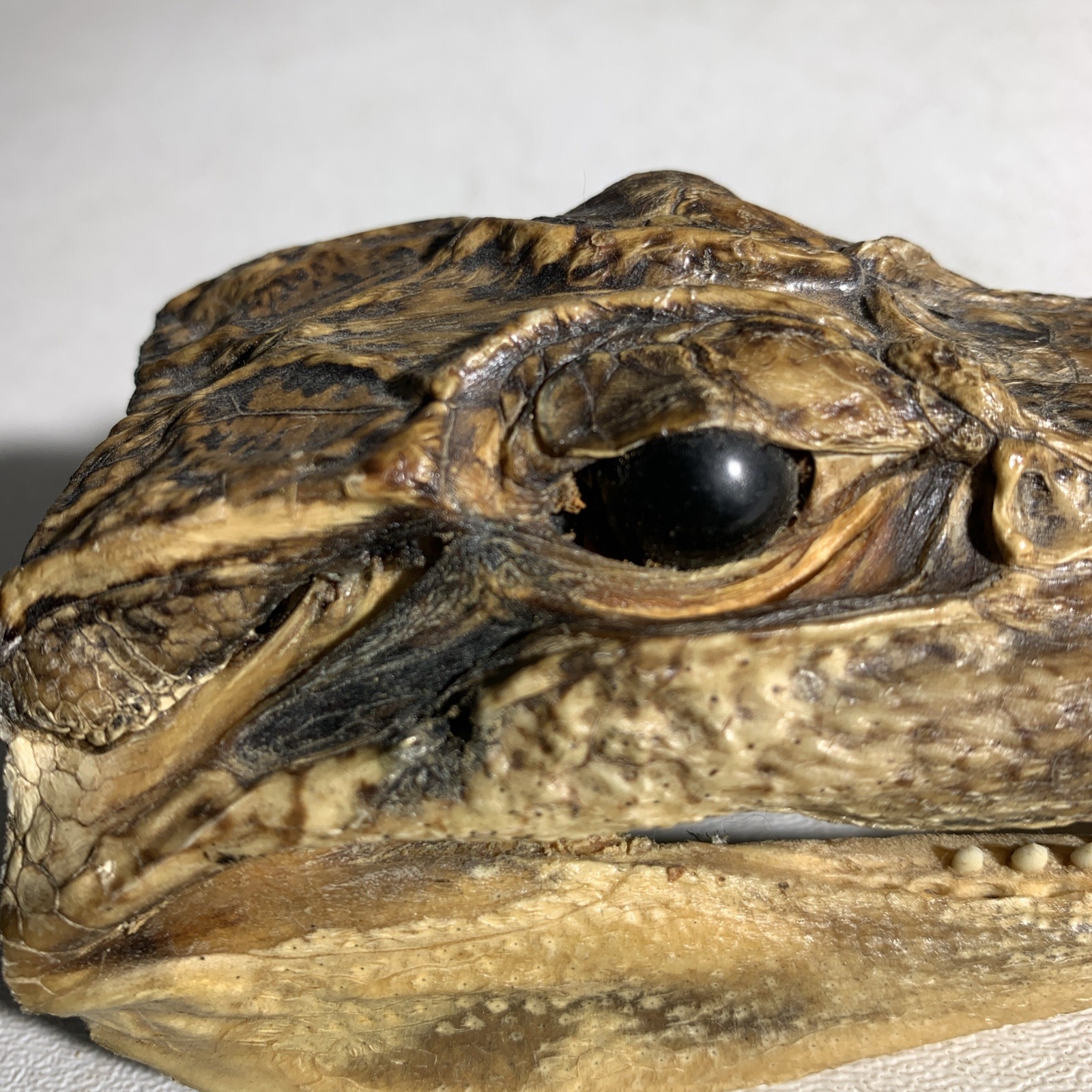 Vintage Small Alligator Head Taxidermy Authentic 6” Long