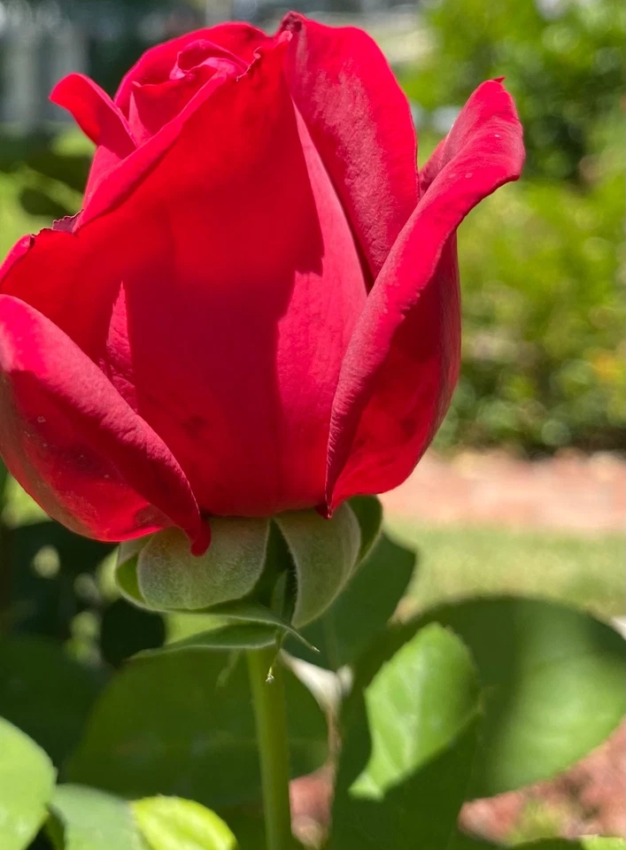 Rose Bush VELVET RED 5 Unrooted Live Flower Plant Cuttings For Grafting - Image 3 of 4